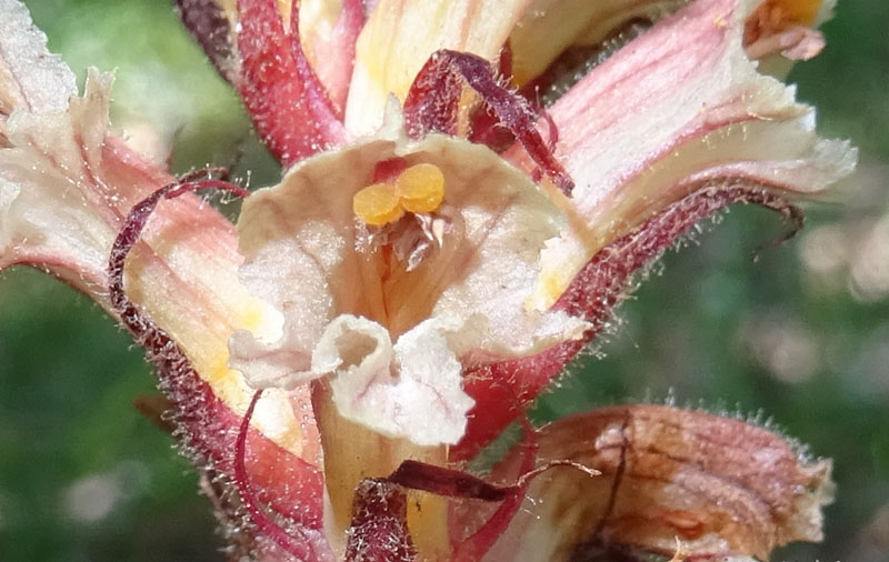 Orobanche hederae / Succiamele dell''edera